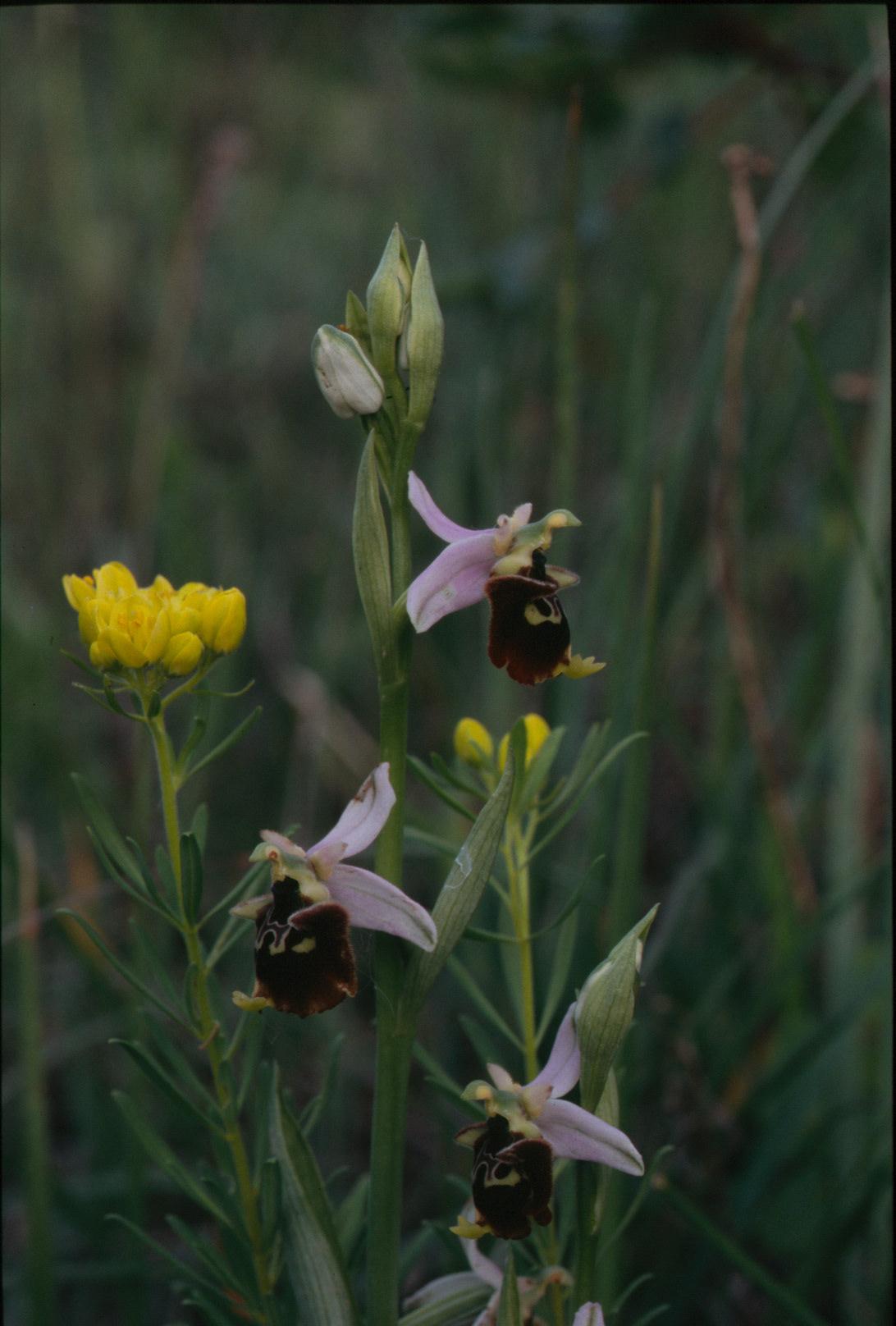 ophrys fuciflora -variabilit cromatica